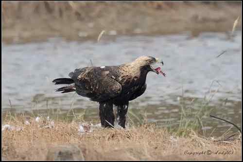 白肩鵰說…今日反嘴造早飯!!