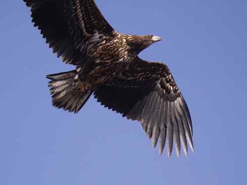 大海的魅力 翘鼻麻鸭在欢聚