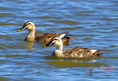 鸟类识别---斑嘴鸭