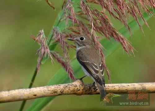 芦花飘香---芦苇中的北灰鹟