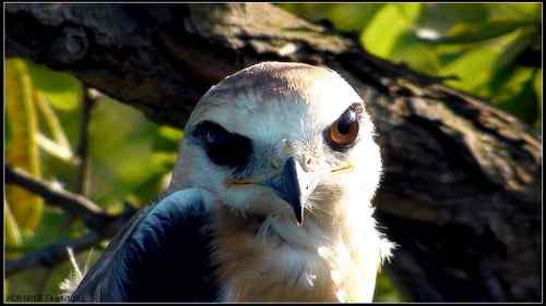 黑翅鸢,好鸟! 黑翅鸢,好鸟!