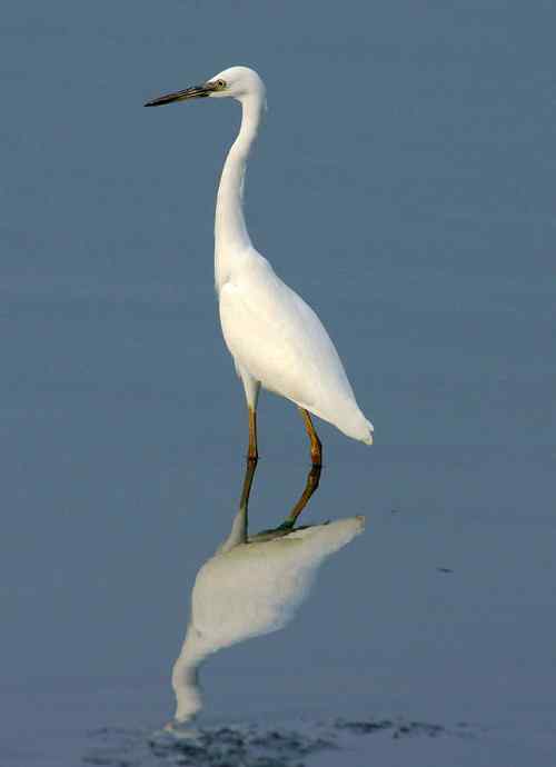 让人担忧的鹭鸟生存环境