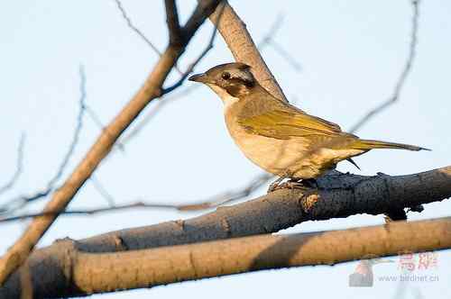 请教鸟名：这鸟是白头鹎吗?