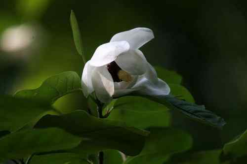 看看我长白山里的“宝贝”