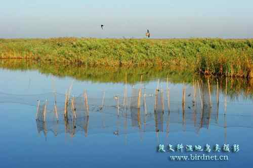 鸟网创始人段文科湿地拍鸟生涯