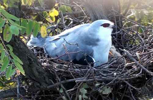 艰难生存的黑翅鸢
