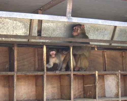 这些年干的这些(护鸟爱鸟)事 这些年干的这些(护鸟爱鸟)事