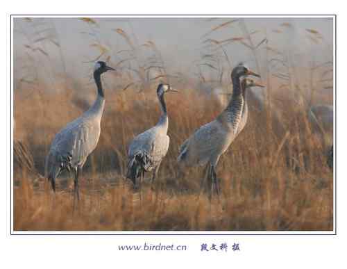 冬天里的灰鹤 清亮持久的叫声