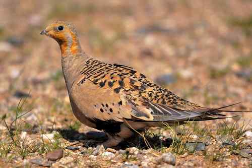野外拍鸟温馨提示