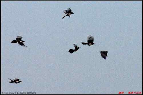 艰难生存的黑翅鸢