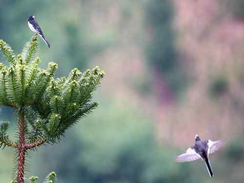 关于黑背鹡鸰的求证