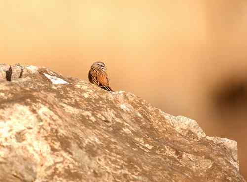 北京 二十几只林鸟