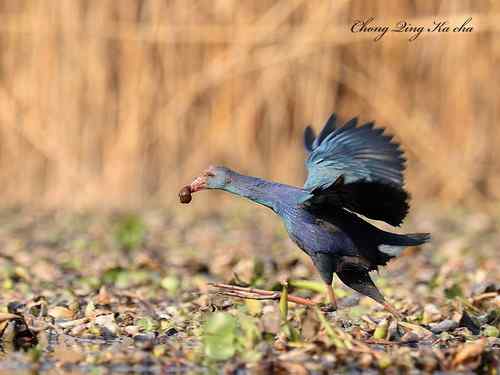 2010紫水鸡 重庆咔嚓作品