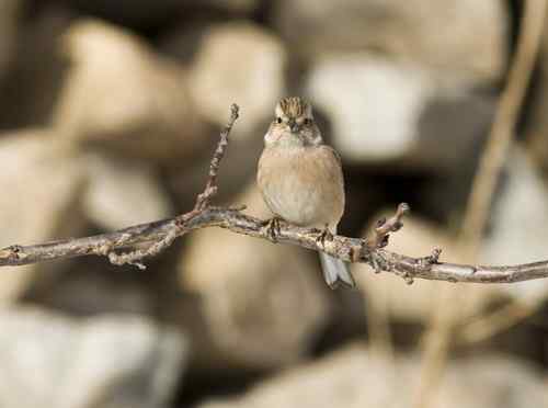 山东半岛：请教是什么鸟！