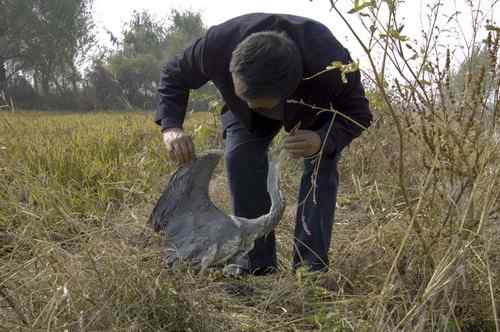 辽宁铁岭鸟人：联动救苍鹭