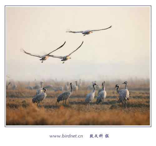 冬天里的灰鹤 清亮持久的叫声