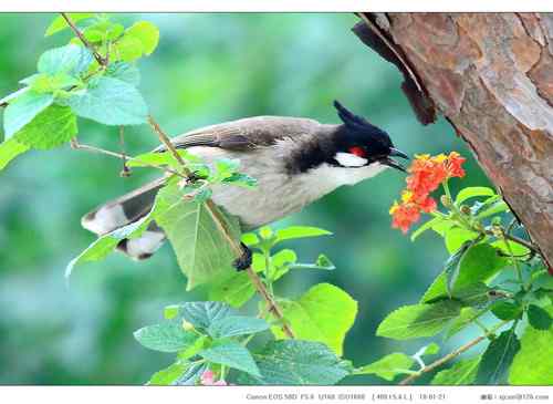 广东人观鸟散记