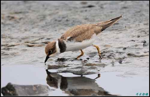 请教鸟名：亚成体金眶珩，还是铁嘴沙鸻非繁殖羽