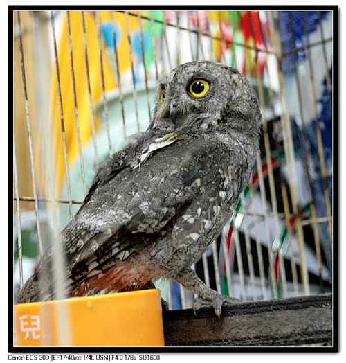 大连鸟人：今天救的小小鸟(角鸮)