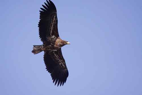 龙王庙死鸟事件初步调查