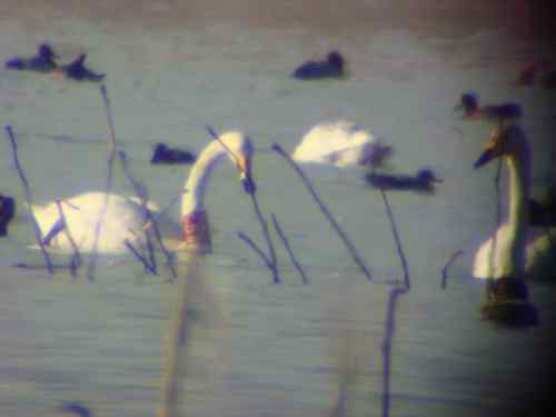 环志天鹅来到了三门峡