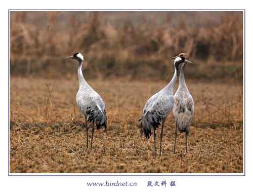 冬天里的灰鹤 清亮持久的叫声