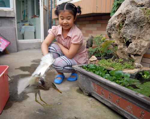 救护池鹭雏鸟的的两个月