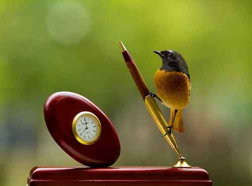 《窗外来客》美丽天成的北红尾鸲！