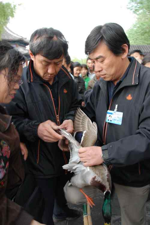 颐和园鸟人：绿头鸭蒙难获救记