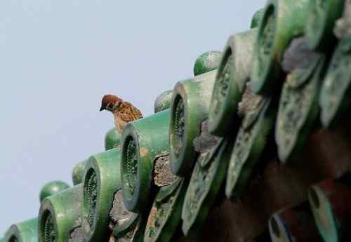 北京 二十几只林鸟