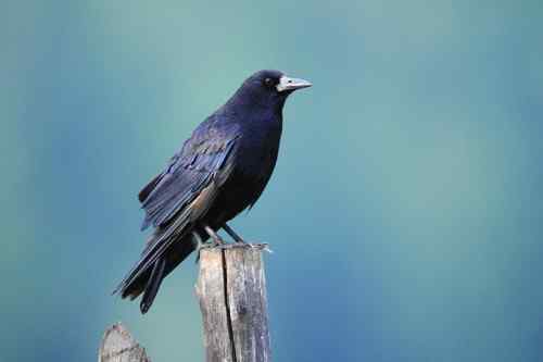 几种乌鸦的辨认——大嘴乌鸦、小嘴乌鸦、渡鸦