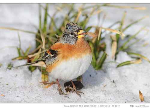 广东人观鸟散记