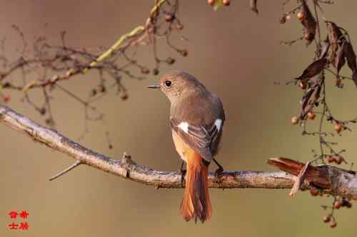 原画幅野生鸟类摄影俱乐部【精美组图】 原画幅野生鸟类摄影俱乐部【精美组图】