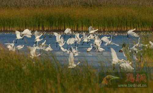 国家二级保护动物--秋季白琵鹭