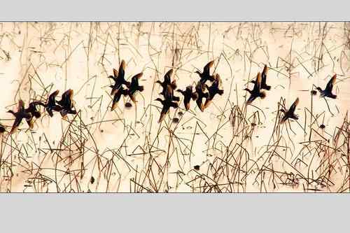 南京七里河 鸟类图片