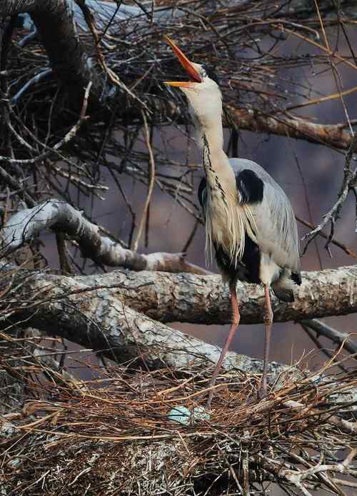 一只逝去的苍鹭