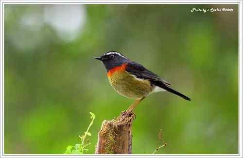 阿里山鴝(栗背林鸲)的祝福