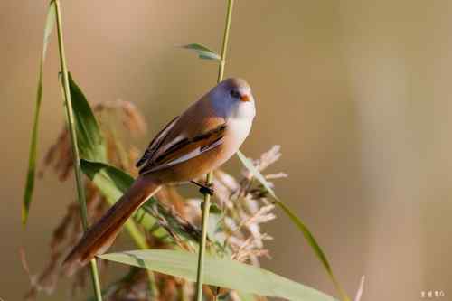再赏文须雀依旧美