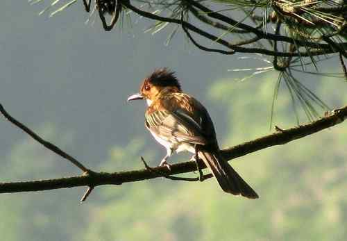 请问鸟名：两只画眉的眉不一样,是同一种鸟吗？