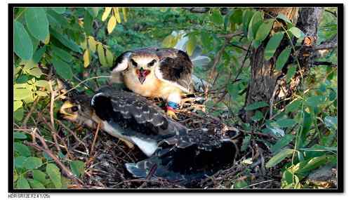 黑翅鸢,好鸟! 黑翅鸢,好鸟!
