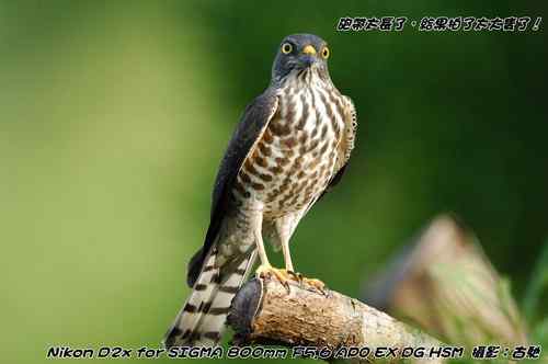 原画幅野生鸟类摄影俱乐部【精美组图】 原画幅野生鸟类摄影俱乐部【精美组图】