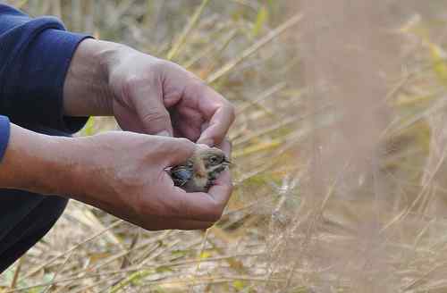 拯救鸟网上的黑喉石(即鸟)