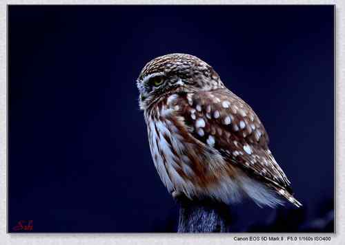 北京白河峡谷-鹮嘴鹬(大图)