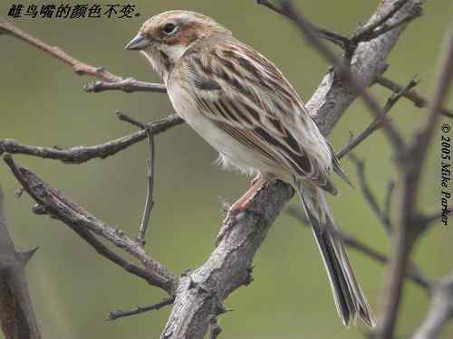 几种鹀的识别：芦鹀、苇鹀、红颈苇鹀
