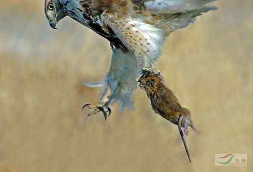 毛脚鵟与老鼠 请欣赏