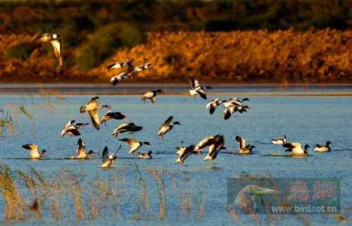 秋天的早晨 美丽鸟儿摄影
