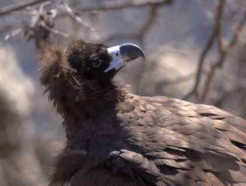 可怜(幸运)的秃鹫 可敬(可爱)的年轻人