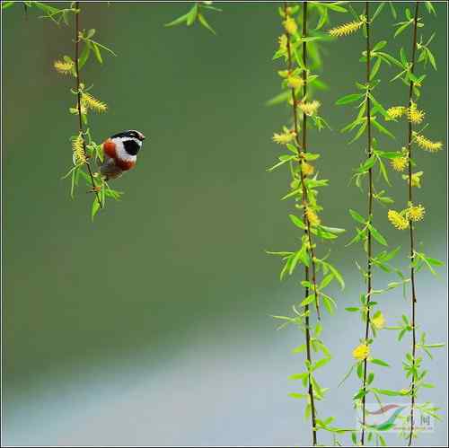 2008鸟网四季鸟类大赛一二三等奖作品