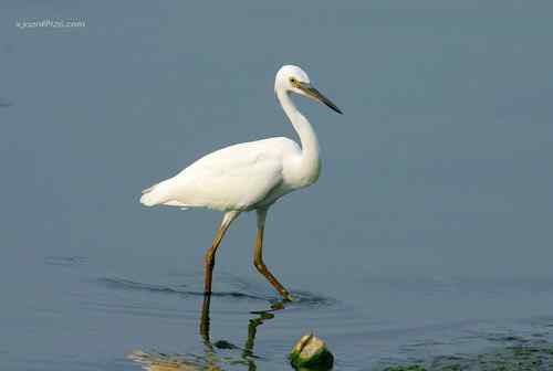 让人担忧的鹭鸟生存环境