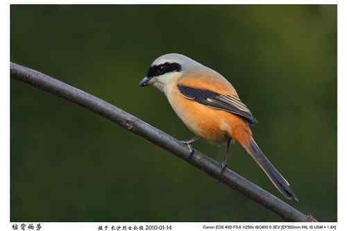 鸟类摄影图片处理成漂亮干净的背景